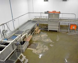 Ligne de lavage-trempage pour courges/poivrons