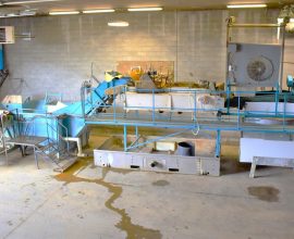 Ligne de lavage-brossage-séchage pour courges