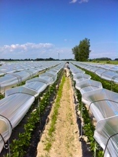 Arches for Novagril tunnels or peppers (1850 units)