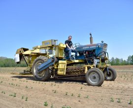 Récolteuse pour haricots Chisholm-Ryder