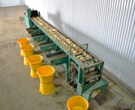 Weigher-grader for onion/apple