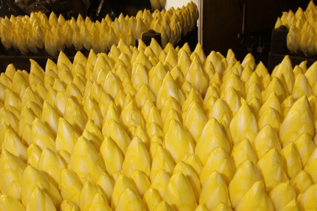 équipements complet de production pour l'endive