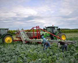 Nortin hand harvester 10 rows