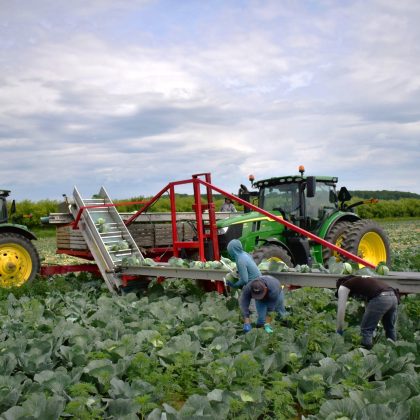 Aide-récolteuse Nortin pour choux ou courges 5-10 rangs